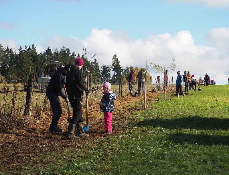 Podzimní sázení stromů u Daňkovic