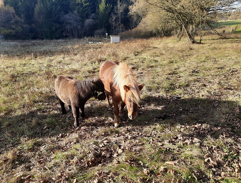 Lidskou práci nahrazují zvířata