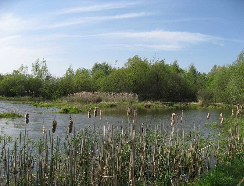 Obnova přírodní památky Laguna u Bohdalova (2010 - 2011)