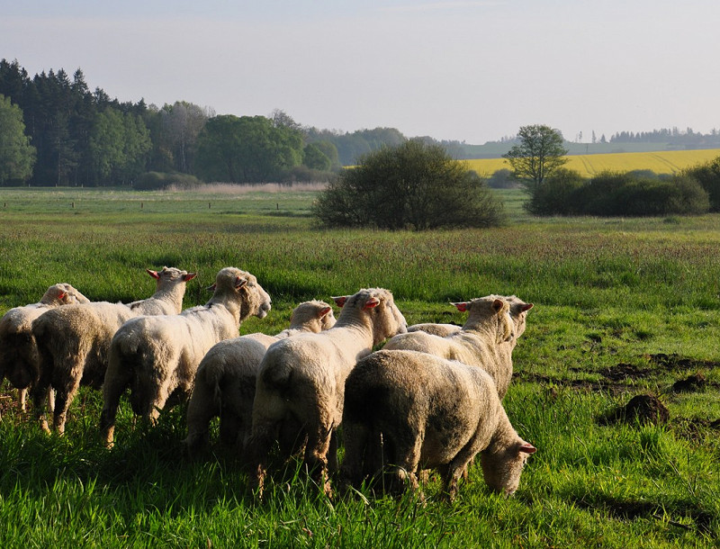 Přírodní rezervaci Havranka nově vypásá stádo ovcí