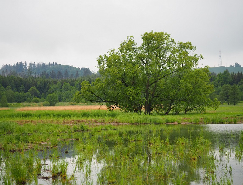 Příběhy z mokřadů