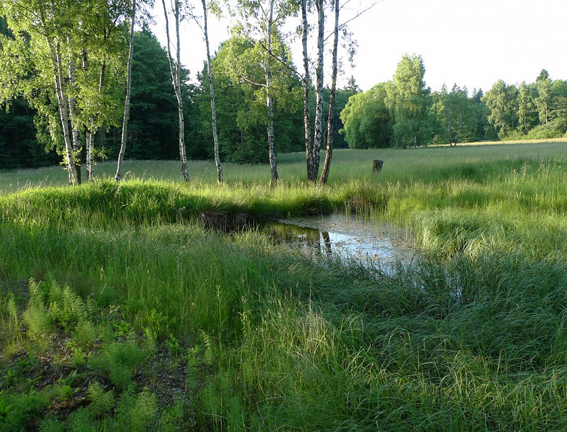 Hledáme okukovače luční